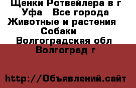 Щенки Ротвейлера в г.Уфа - Все города Животные и растения » Собаки   . Волгоградская обл.,Волгоград г.